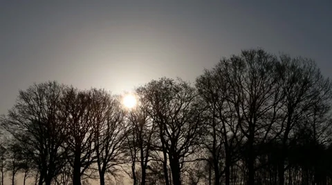 Trees in winter sun 動画素材 33803529