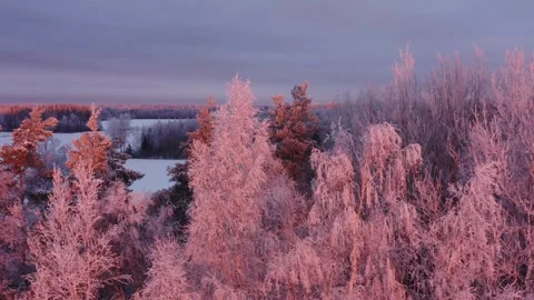 Trees at Winter Sunrise Stock Footage 256805291