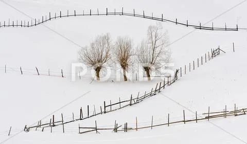 Trees in winter time and fences Stock Photos