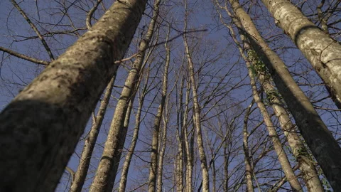 Trees in winter time 스톡 동영상 294704898