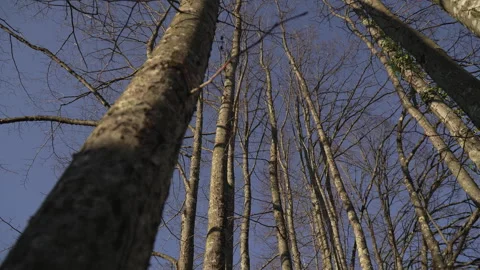 Trees in winter time 스톡 동영상 294704921