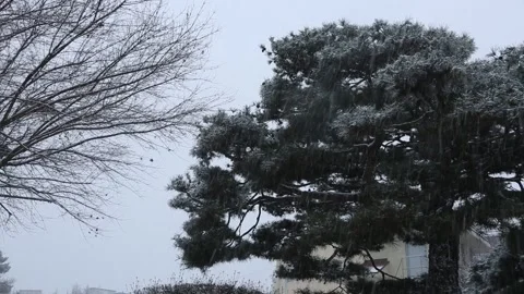 Trees in winter, trees in snow Video stock 310156704