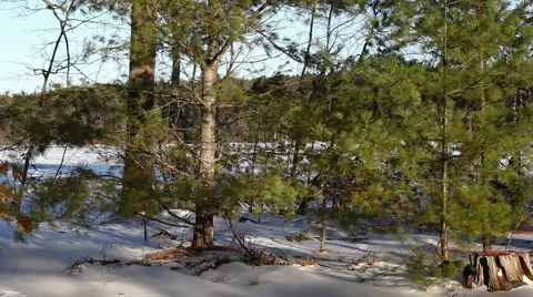 Trees in winter wind_01 Stock Footage 2218614