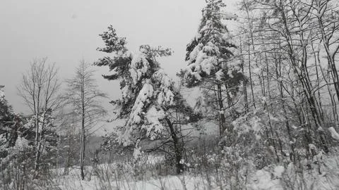 Trees in winter3 Stock Photos
