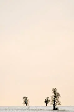 Trees in wintertime 스톡 사진