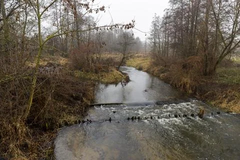 Trees without foliage and a river in the autumn season after leaf fall, a riv Stock Photos