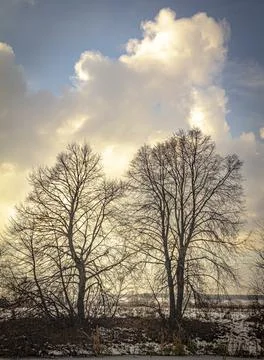 Trees without foliage in a field under an autumn sky Stock Photos