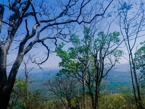 Trees without leaf during summer a view from Malayattoor Kurisumudy Stock Photos