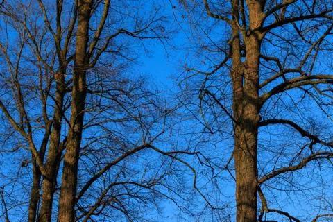 Trees without leafs autumn sky sundown Stock Photos
