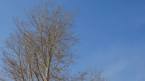 Trees without leafs swaying on the strong wind during autumn Video stock 128245605