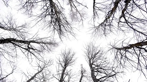 Trees without leaves against the background of the autumn sky Stock Footage 119589032