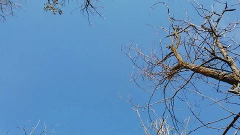 Trees without leaves against the blue sky Stock Footage 118449142