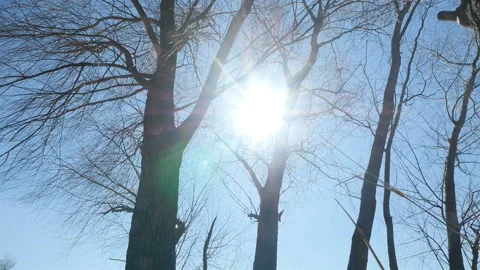 Trees without leaves against the blue sky. Bright sun rays. Camera in motion Stock Footage 126924151