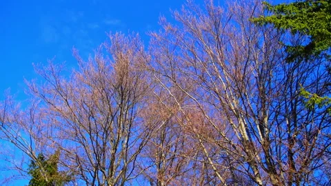 Trees without leaves against blue sky during winter day. Video stock 207684474
