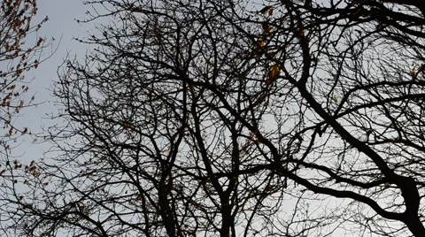 Trees without leaves against the sky. Stock Footage
