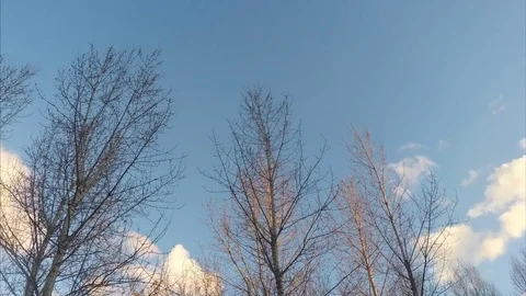 Trees without leaves and clouds timelapse Stock Footage 77284404