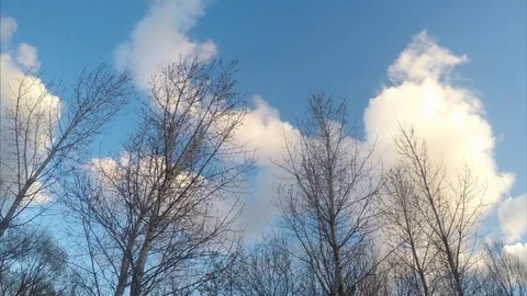 Trees Without Leaves And Clouds in spring Timelapse Stock Footage 78017005