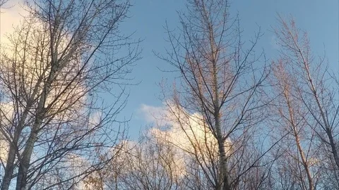 Trees Without Leaves And Clouds in early spring Timelapse Vidéo 82984307