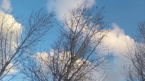 Trees without leaves and floating clouds timelapse Stock Footage 77284451