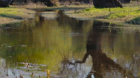 Trees without leaves are reflected in the lake Stock Footage 61920307
