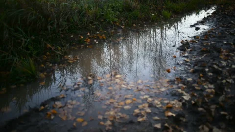 Trees without leaves are reflected in the puddle Video stock 104699938