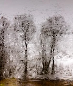 Trees without leaves are reflected on the water surface of a lake covered wi Stock Photos