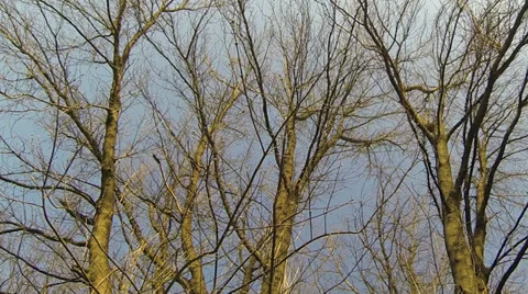 Trees without leaves on a background of blue sky. 動画素材 36590836