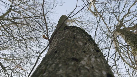 Trees Without Leaves On A Background Of Blue Sky. Branches Of An Tree. Gimbal Video stock 271174892