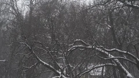 Trees without leaves in the background. 動画素材 147712187