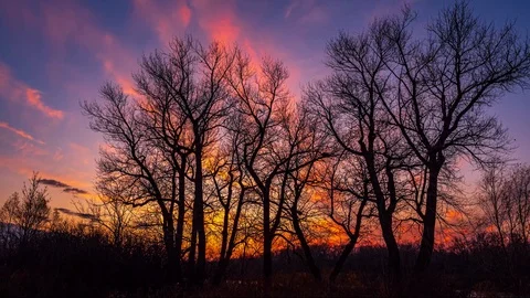 Trees without leaves on a background of a pink clouds moving in the sunset Stock Footage 120674222