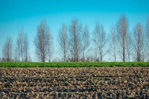 Trees without leaves behind the plowed field Stock Photos