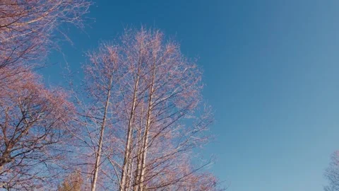 Trees Without Leaves in Bright Blue Sky Video stock 306323964