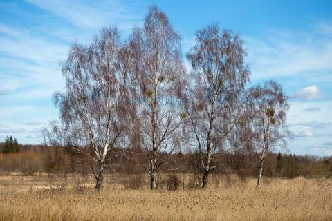 Trees without leaves in the clearing Stock Photos