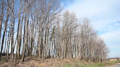 Trees without leaves in early spring. Branches without leaves in the forest. Stock Footage 306879584