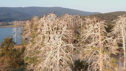Trees without leaves flock cormorant birds island in middle of Lake Batak Stock Footage 123543045