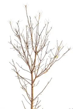 Trees without leaves isolated on white background Stock Photos