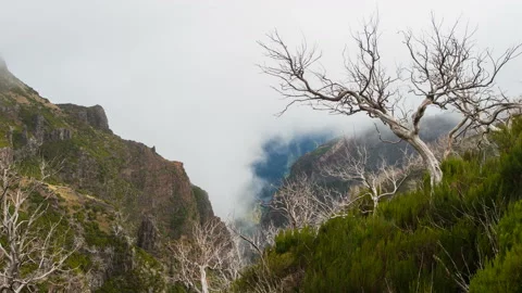 Trees Without Leaves on Madeira Stock-Footage 131873326