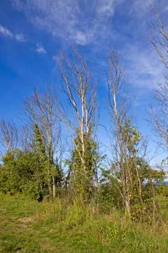 Trees without leaves Stock Photos