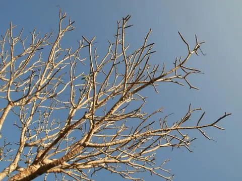 Trees without leaves Stock Photos