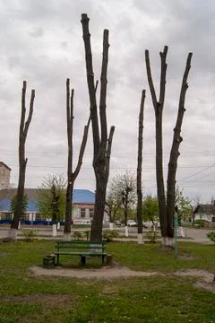 Trees without leaves Stock Photos