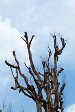Trees without leaves Stock Photos