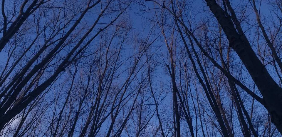 Trees Without Leaves Stock Photos