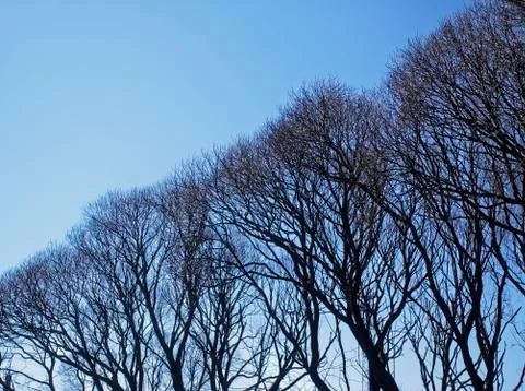 Trees without leaves in spring against the blue sky Stock Photos