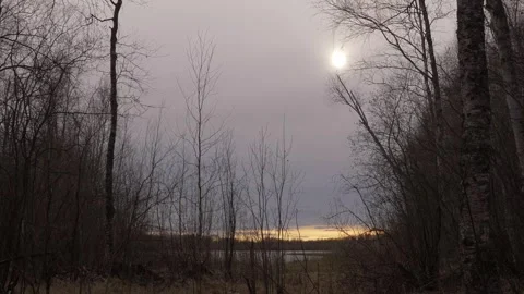 Trees without leaves in spring in the morning Stock Footage 283581730