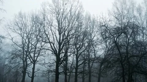 Trees without leaves stand in the forest covered with fog Stock Footage 165213340