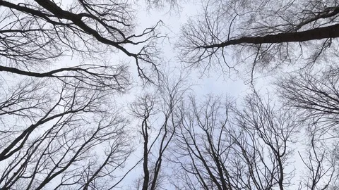 Trees without leaves. Winter concept, view from earth to sky. Stock Footage 124546153