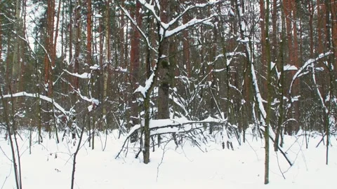 Trees without leaves in winter Stock Footage 341316874