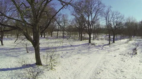 Trees without leaves in winter forest. Aerial view. Video stock 47160044