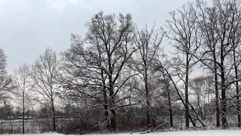 Trees without leaves in winter, snowy sky Stock Footage 181843709