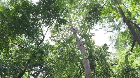 Trees In The Wood Stock Footage 162944585